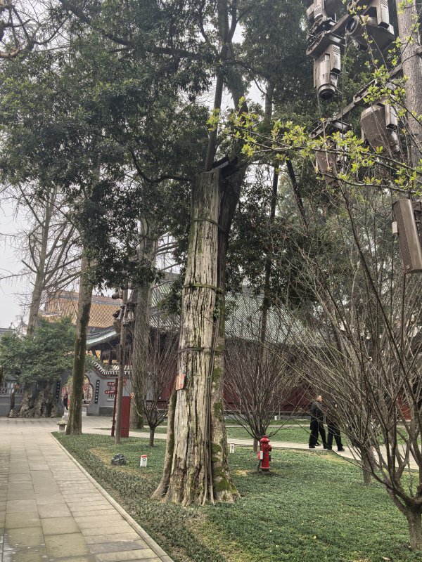 现金九游体育app平台是一种真菌引起的病害-九游体育 手机娱乐最全平台 登录入口